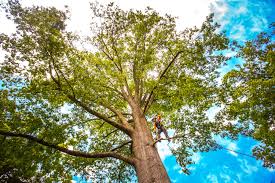 Brooklyn, WI Tree Services Company