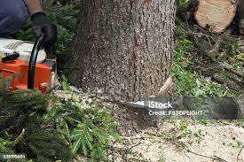 Seasonal Cleanup (Spring/Fall) in Brooklyn, WI