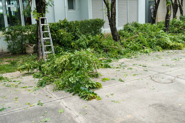 Best Fruit Tree Pruning  in Brooklyn, WI