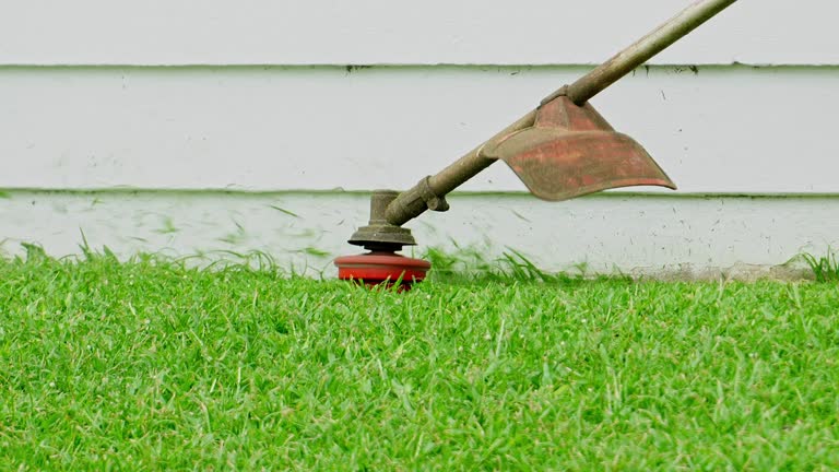 Best Lawn Disease Treatment  in Brooklyn, WI